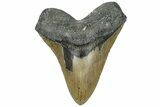 Serrated, Fossil Megalodon Tooth - North Carolina #319904-1